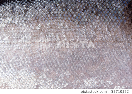 close up of salmon skin texture 55710352