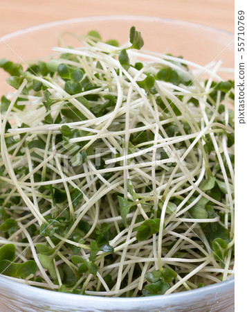 西蘭花芽 55710769