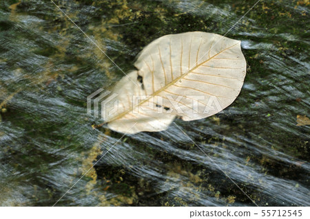 A honoki leaf that fell into a clear stream-Grace Forest, Tadami Town, Fukushima Prefecture 55712545