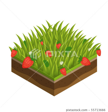 Summer grass, soil tile layers isometric  55713666