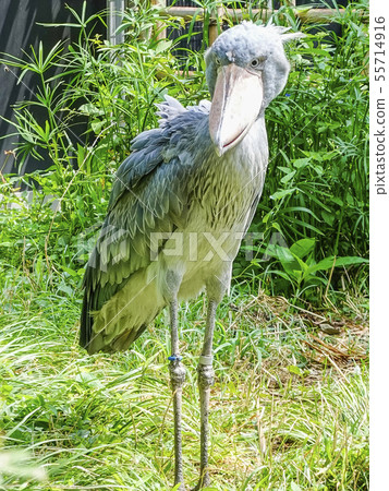 Shoebill 3 Shoebill 3 55714916