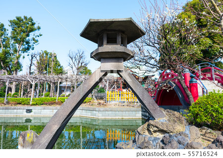 Kameido Tenjinsha Kotoshido Lantern Kotodori（東京都江東區）2019年2月 55716524