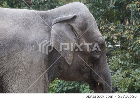 亞洲象100 55716556