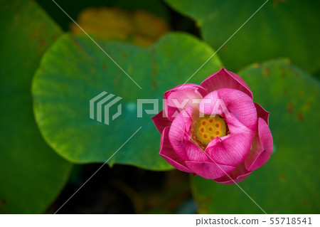 Chiba Prefecture Lotus Flower Nakayama Hokekyoji Temple 55718541