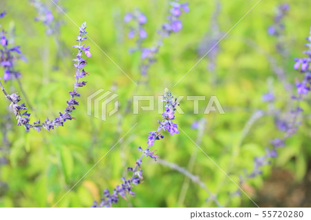 薰衣草鼠尾草花 55720280