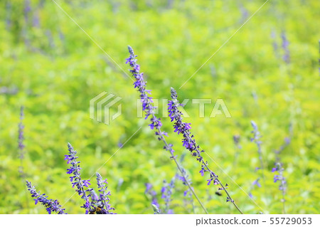 Lavender Sage flowers Lavender Sage flowers 55729053