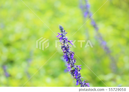 薰衣草鼠尾草花 55729058