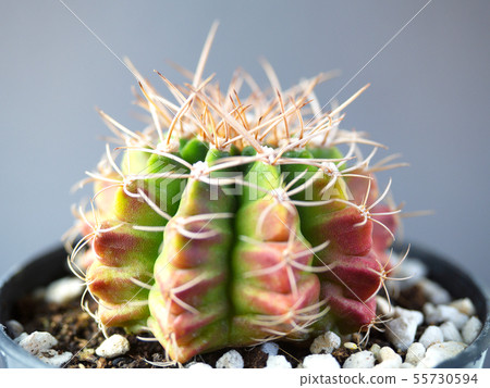 (Close Up) gymnocalycuim cactus. (Close Up) gymnocalycuim cactus. 55730594