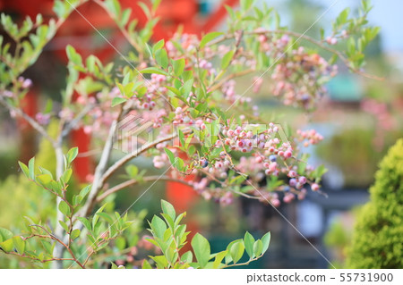 Blueberry fruit Blueberry fruit 55731900