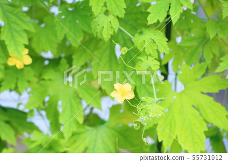 Botanical flowers 55731912