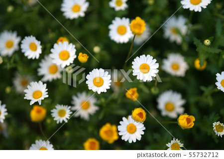 香花 香花 55732712
