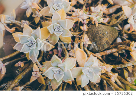 Succulent plants 55735302