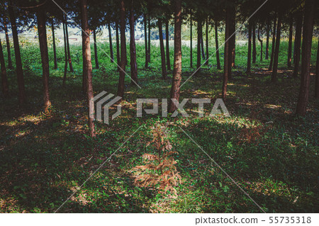 Small tree in the forest 55735318