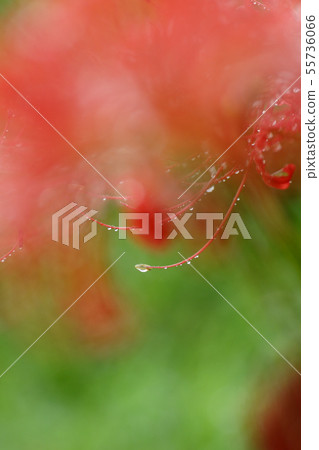 Tottori Four Seasons Walk Autumn Flower Cosmos Higanhana 55736066