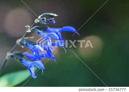 鼠尾草猩紅鼠尾草 鼠尾草猩紅鼠尾草 55736777