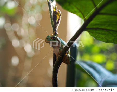 Guard man of our eggplant Guard man of our eggplant 55739717