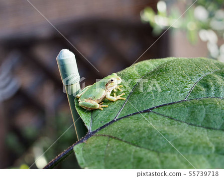 Guard man of our eggplant Guard man of our eggplant 55739718