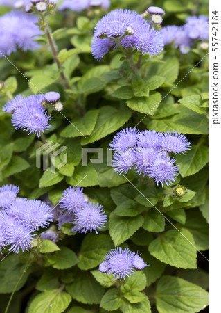 Cuckoo thistle Cuckoo thistle 55742184