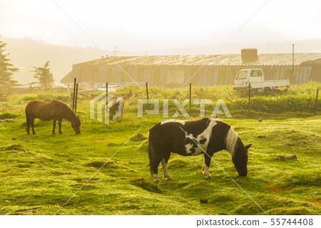 Mikigahara ranch 55744408