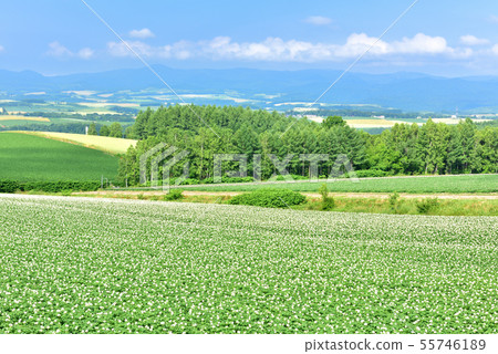 Biei no Oka 55746189