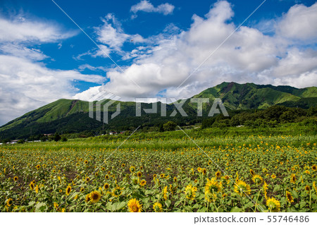 sunflower sunflower 55746486