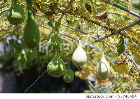 葫蘆瓢葫蘆 葫蘆瓢葫蘆 55746494