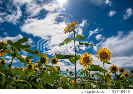 向日葵 55746499