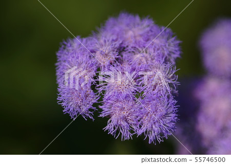 Ageratum Ageratum 55746500
