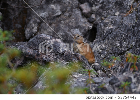 Pika ④ (Hokkaido) Pika ④ (Hokkaido) 55754442