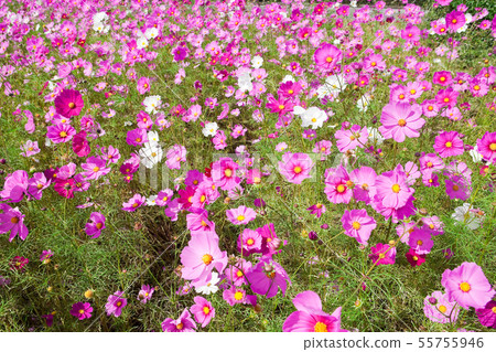 霧島三ube町的波斯菊和茶園 55755946