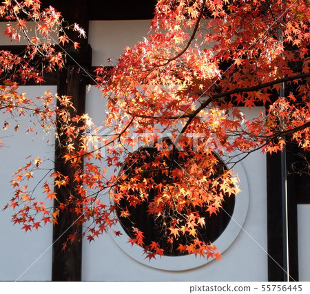 東福寺 東福寺 55756445