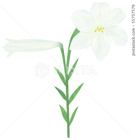 white lily flower smell clipart