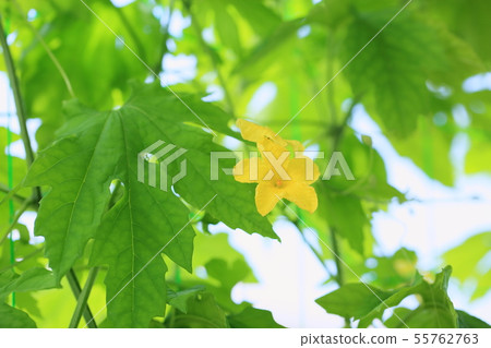 Botanical flowers 55762763