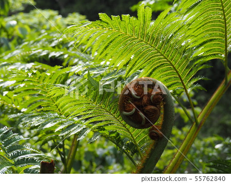生長在叢林中的蕨類植物的新芽 55762840