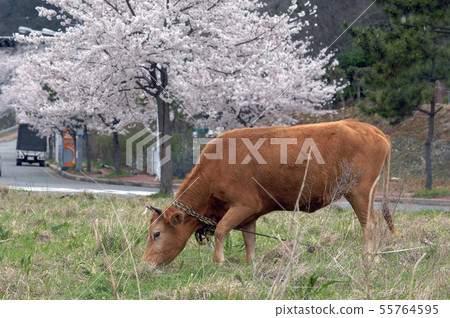 韓國牛放牧 韓國牛放牧 55764595