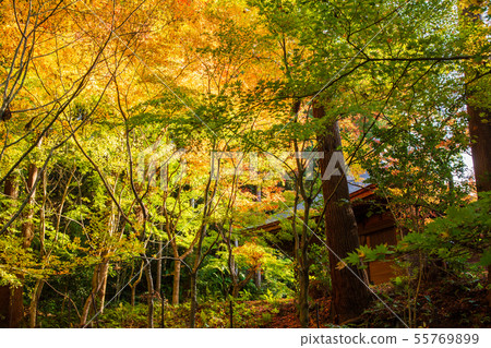 Autumn Shiga Koto Sanzan Kongorinji Temple Autumn Shiga Koto Sanzan Kongorinji Temple 55769899