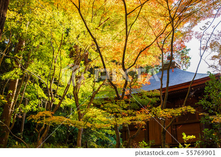 Autumn Shiga Koto Sanzan Kongorinji Temple Autumn Shiga Koto Sanzan Kongorinji Temple 55769901