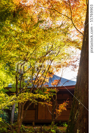 Autumn Shiga Koto Sanzan Kongorinji Temple 55769903