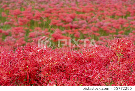 Cluster amaryllis 55772290