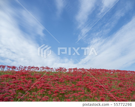 Cluster amaryllis 55772298