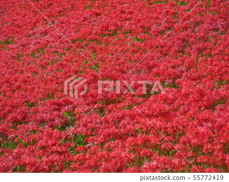 Cluster amaryllis 55772419
