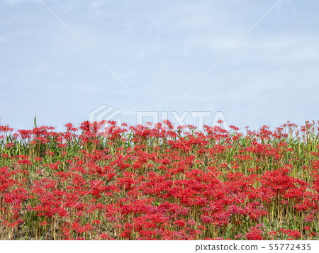 Cluster amaryllis 55772435