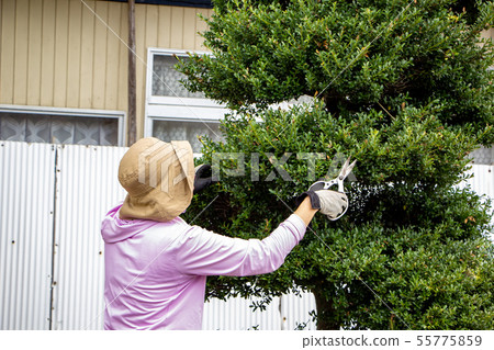 A woman in her 40s, a housewife, working on a garden tree. A woman in her 40s, a housewife, working on a garden tree. 55775859