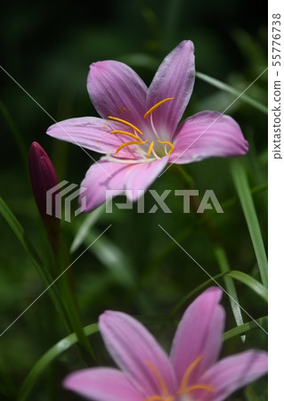 Saffron Moddoki Saffron Moddoki 55776738