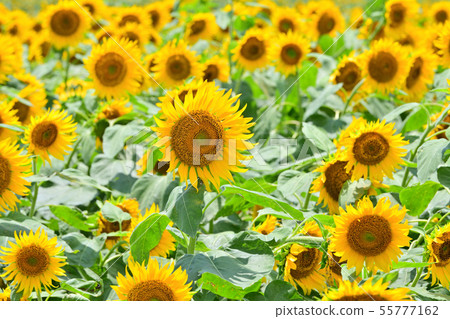 柳川市景觀向日葵 55777162