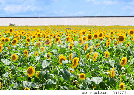 柳川市景觀向日葵 55777163