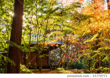 Autumn Shiga Koto Sanzan Kongorinji Temple 55779771