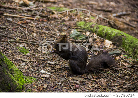 a carpathian squirell 55780734