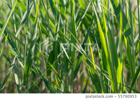 Background of green grass texture. Close up. 55780953