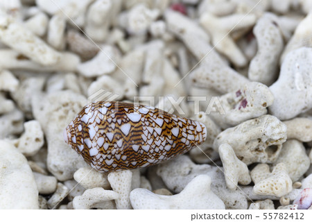 Amaya Oshima's Tagaya Sanminashi (drifted seashell) Amaya Oshima's Tagaya Sanminashi (drifted seashell) 55782412